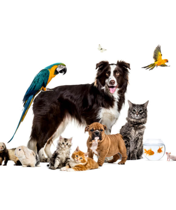 Pet Shop <br>Yerli ve İthal Ürünler